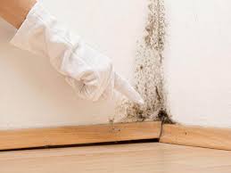 Why You Should Choose Our Mold Remediation Services in Fairburn, GA